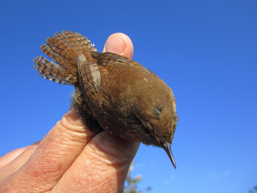 Winter Wren, Sundre 20120829